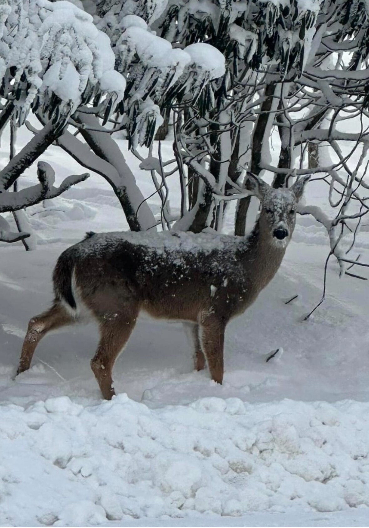 Suite Escape-Discounts-Steps to Slopes-Tubing image 74 Suite Escape@Snowlake   3-30 NTS | WALK to Lifts