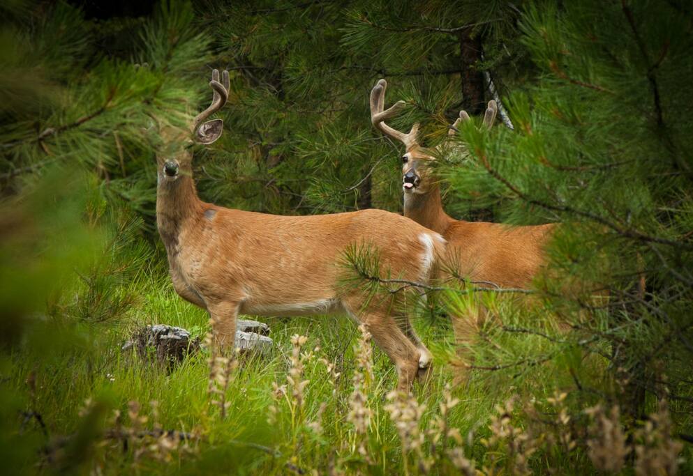 We get to see deer on most days at The Hohnstead. - Pet-friendly, Peaceful Glamping Tent + Hot Tub - Bonner-West Riverside