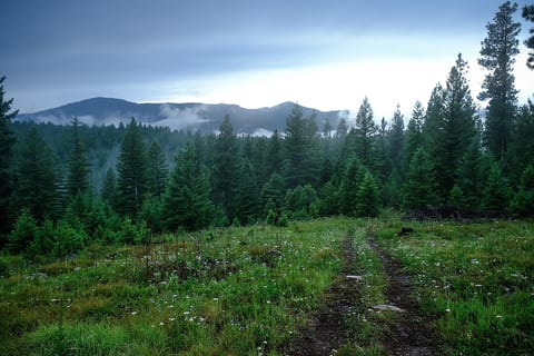 The Hohnstead Glamping and Cabins is the perfect place to charge up on Forest Therapy and let your nervous system finally exhale. 