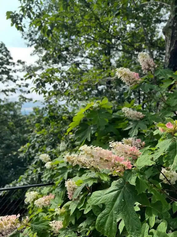 Oakleaf Hydrangeas steal the show in early summer through Fall Oakleaf Hydrangeas steal the show in early summer through Fall - Canyon Hideaway Cottage - Mentone
