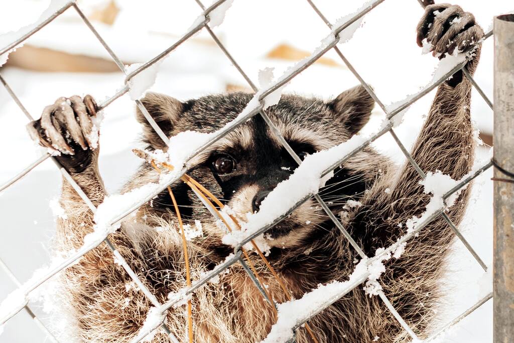 Big Bear is in the mountains so you may encounter wildlife from time to time. Although we have never had an encounter of our own, we definitely have picked up activity on our security cameras. Never leave children unattended.