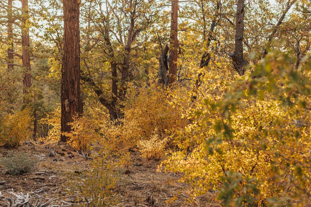 Rose Hill Trail is a hidden gem, gently rising above BBC near Community Market and is one of many paths that leads to Pebble Plain areas including Sawmill, Dixie Lee, Horseshoe about 1-1/4 miles away and others as part of a new networks of trails.