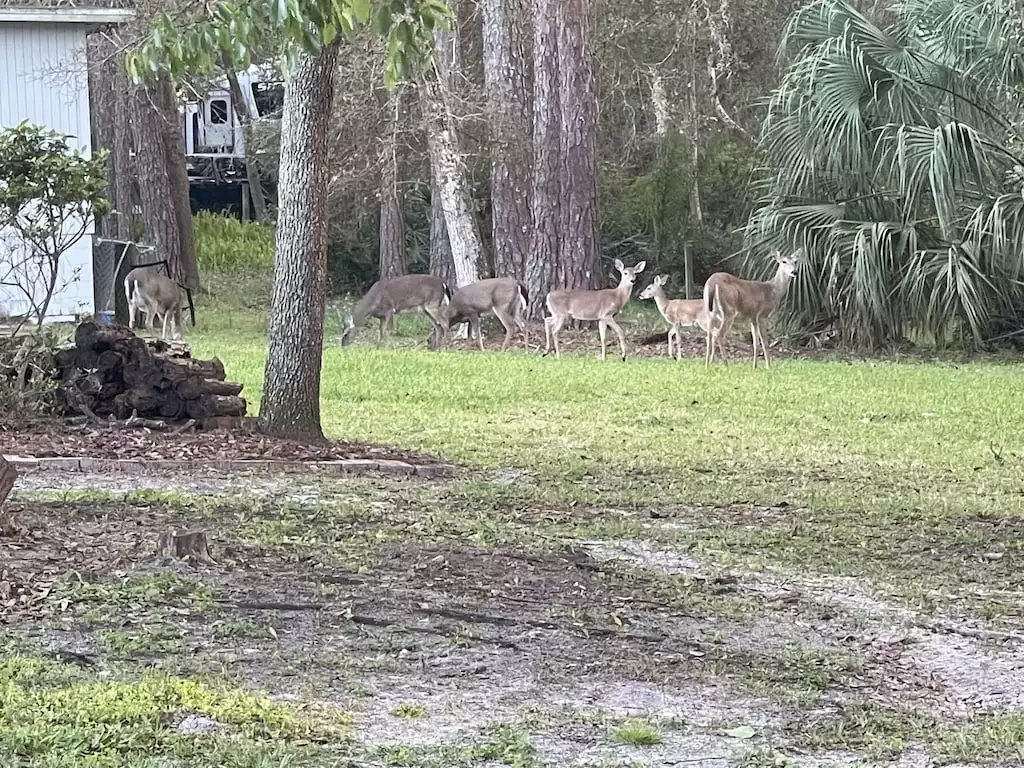 deer from backyard