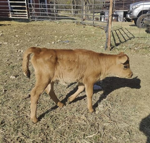 Lulu and Lola Jersey Calves