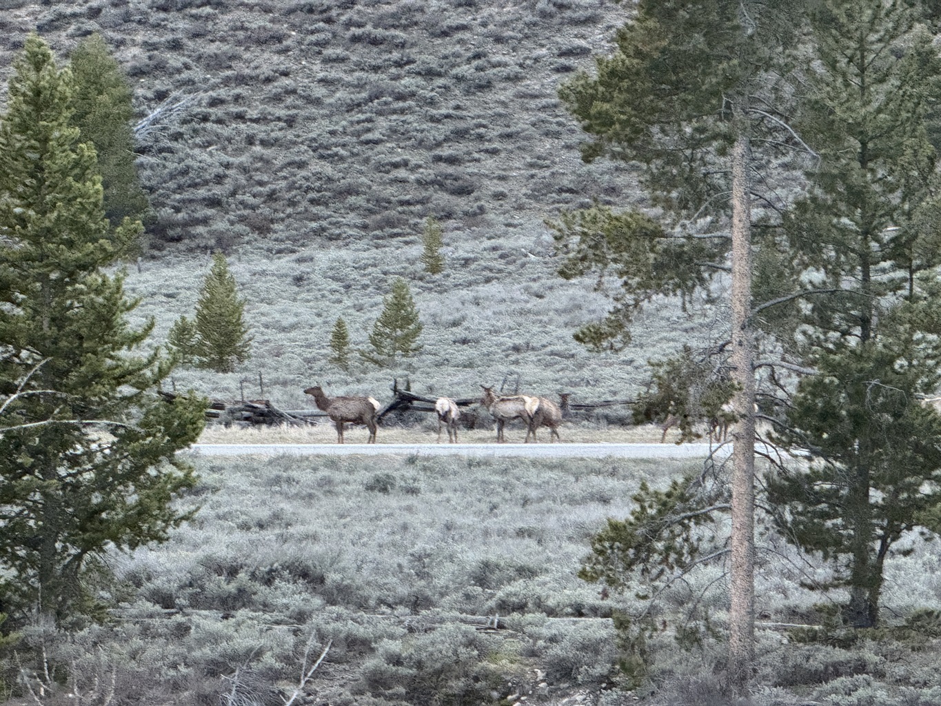 Love seeing Elk so close to the cabin!  - Casino Pines - Stanley