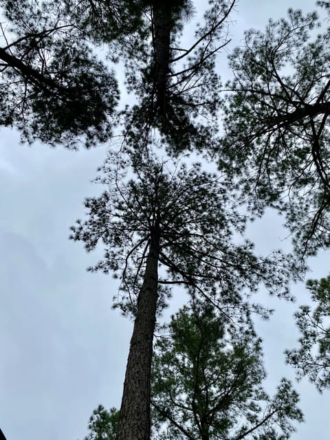 Gorgeous tree views from the hammock 