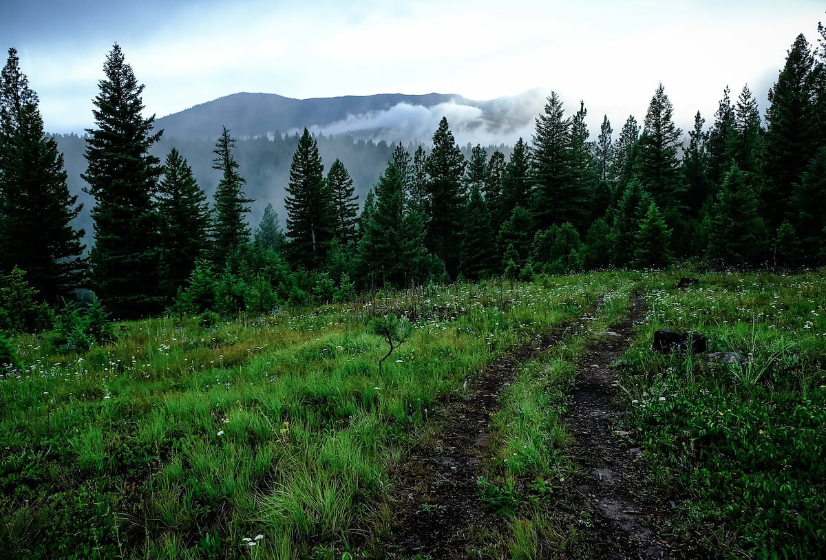 Charge up on Forest Therapy and let your nervous system exhale. Welcome to Montana!