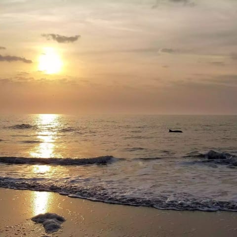 Taken at Folly Field Beach at sunrise. I love seeing dolphins from the shore!