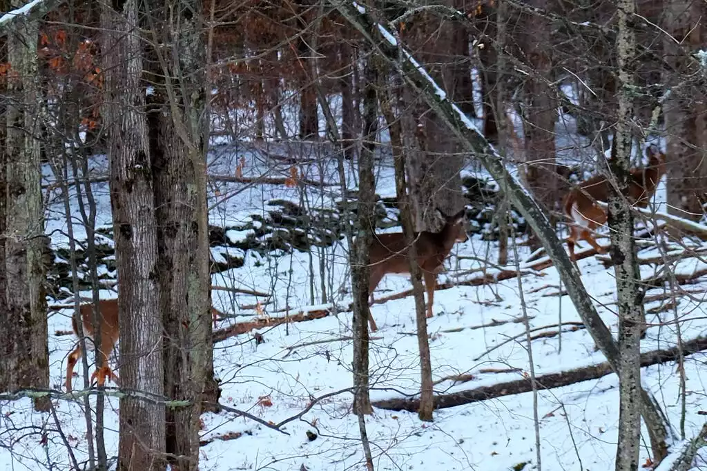 Wildlife is abundant here. There is a deer trail just to the side of the house. Wildlife is abundant here. There is a deer trail just to the side of the house. - Private Getaway With Hottub, GamesRoom & Woodstove - Roxbury