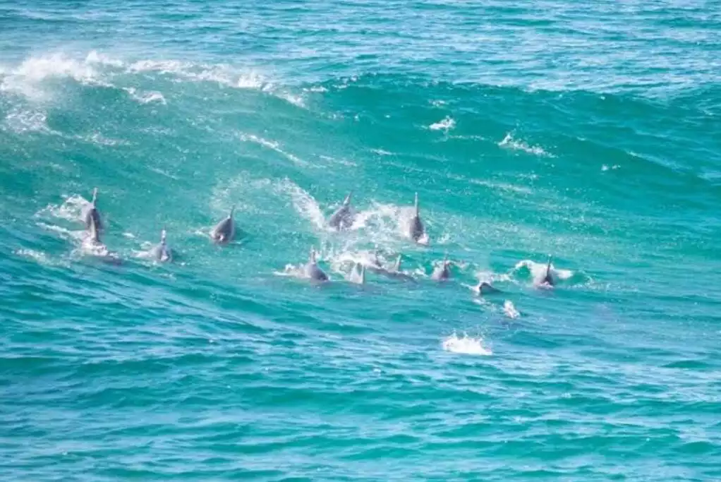 million-view-watch-whales-from-comfort-of-home/