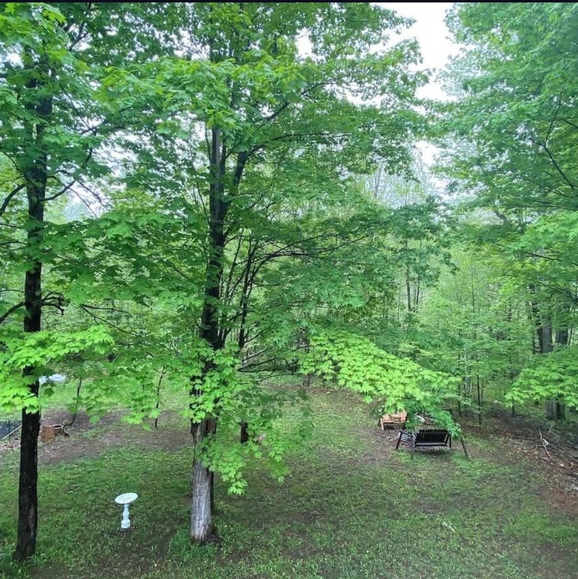 Backyard serenity — woods, skies, and peaceful surroundings.