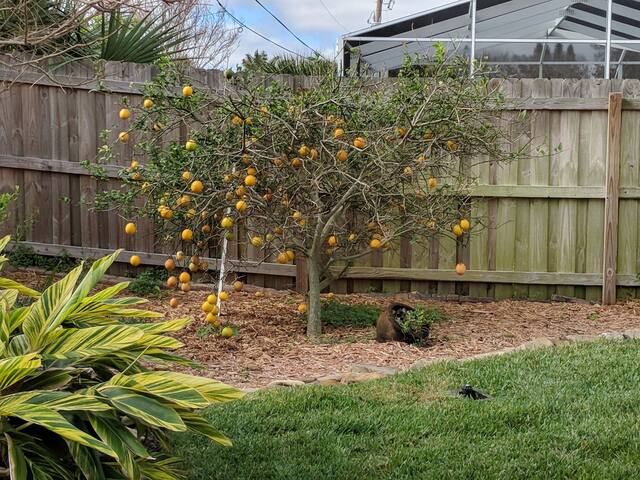 Beach Home! 2 Min walk 2 Beach! Heated Pool/HotTub - Ormond By The Sea