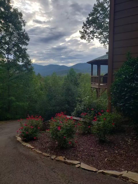The roses are in full bloom!