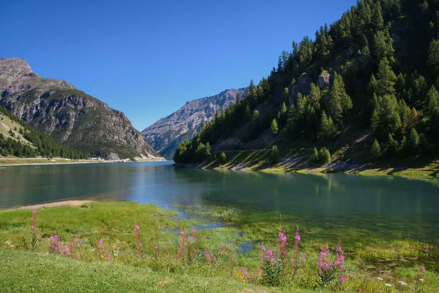 Camoscio - Livigno