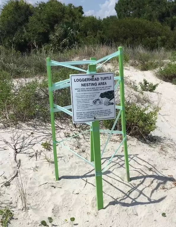 SSI has lots of turtles.  If you're lucky you may just see some hatch. - Seas The Day - Saint Simons Island