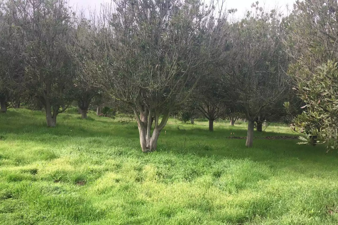 safari-tent-cabin-with-hottub-and-air-conditioning/