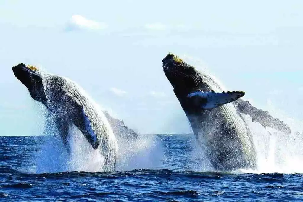 Watch the humpback whales when they come to the bay seasonaly