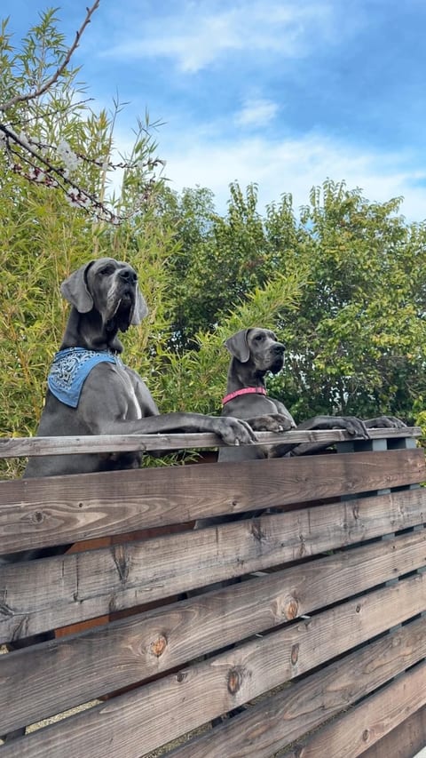 Dog Friendly