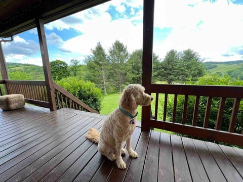 Pet friendly, we love dogs!