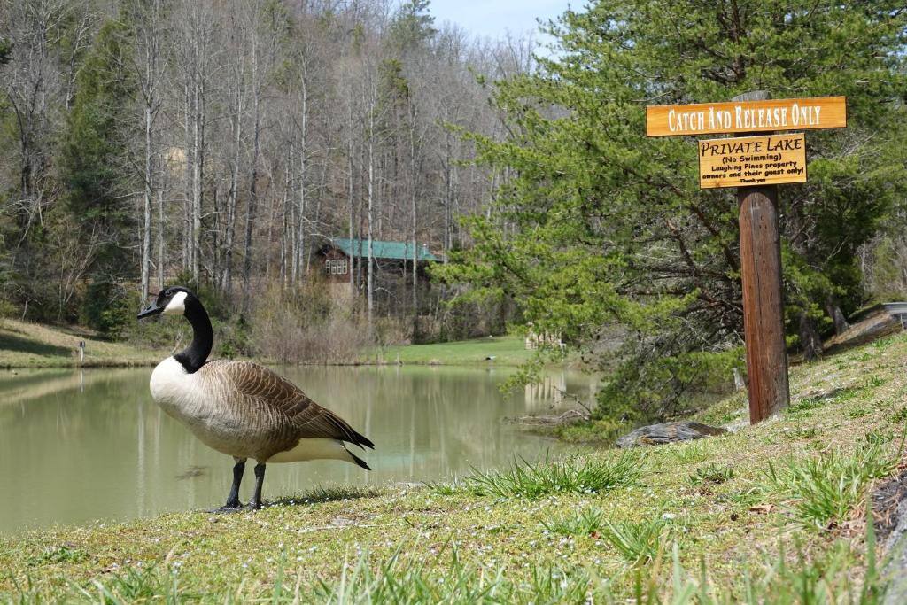 Come fish at our pond!  No license required!  Catch and release only.  Be sure to bring a pole!