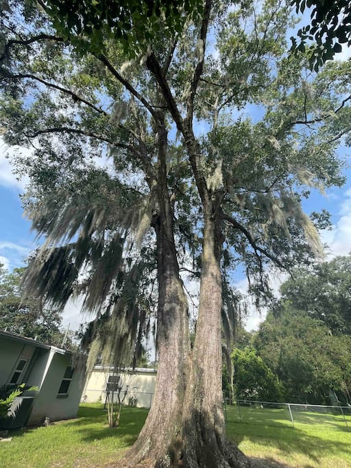 Very old live oak in back with spanish moss all over it (If you like big old trees like we do :) - Comfortable Pet-friendly home w/ large fenced yard - Jacksonville