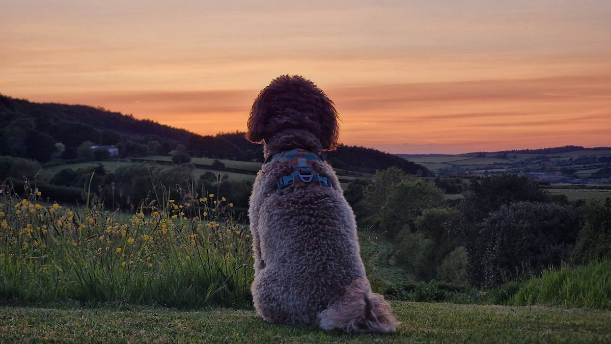 dog-field-sea-forest-views-dogs-stay-free/