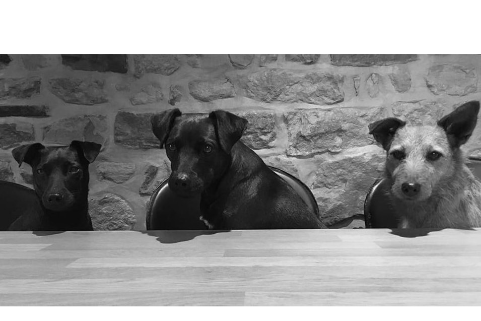 dog-field-sea-forest-views-dogs-stay-free/