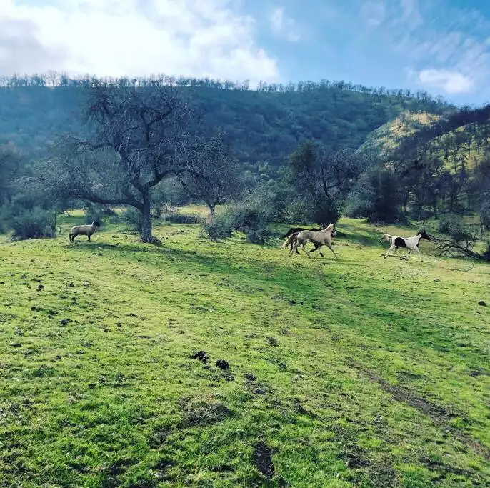 The Cozy Tiny Cabin @ ikigai Animal Sanctuary - Orange Cove