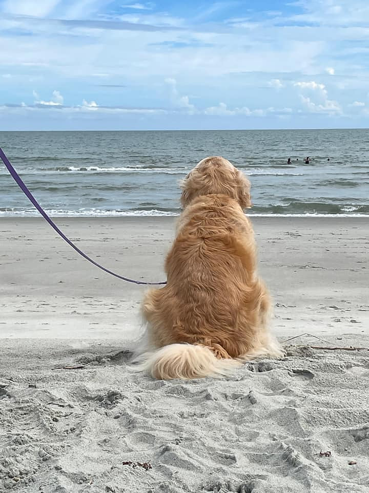 Leashed dogs are allowed on the beach at any time.  There is also a dog park  - Hannon A. Templeton Park, located at NE 41st Street and Oak Island Drive.