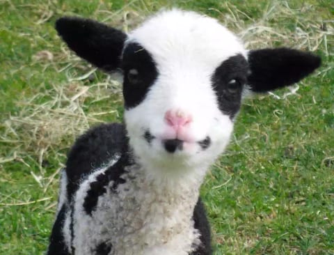 Meet the animals. Hand feed the sheep!