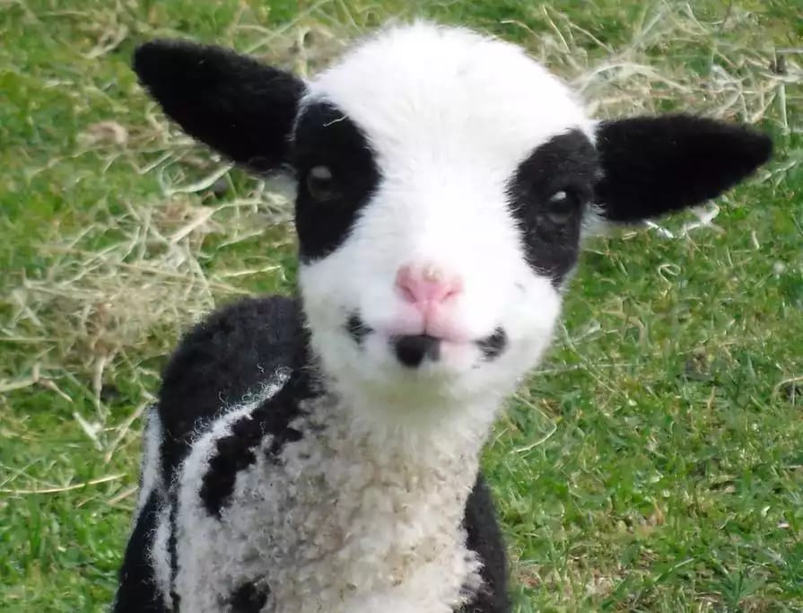 Meet the animals. Hand feed the sheep!