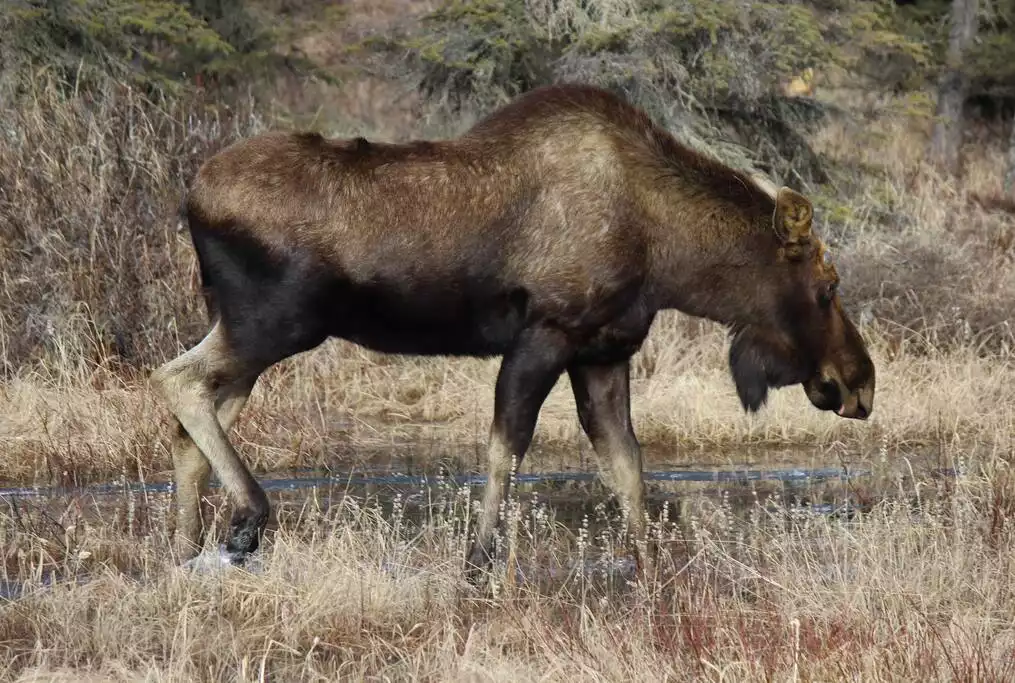 Moose frequent our yard!    Watch for them!