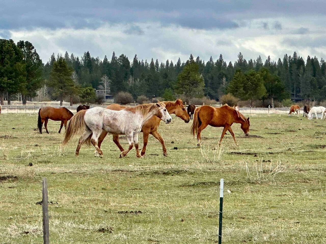 Sunriver Stable where kids and families can feed and ride the horses.