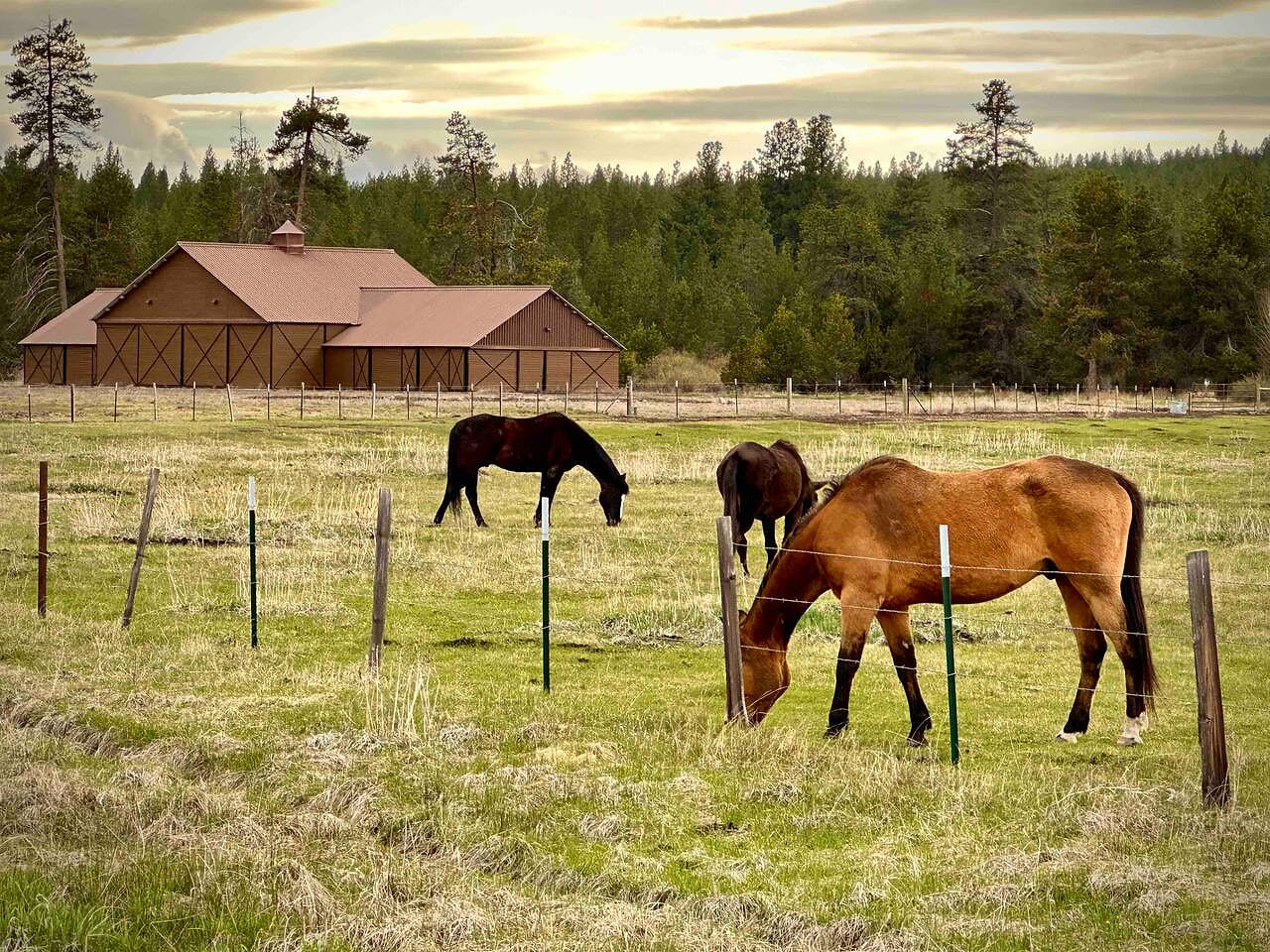 Sunriver Stable where kids and families can feed and ride the horses.
