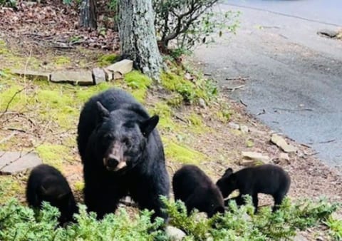 MAMA BEAR & CUBS @ BEAR CORNER CHALET