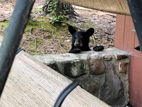 BEAR CUB 2 @ BEAR CORNER CHALET