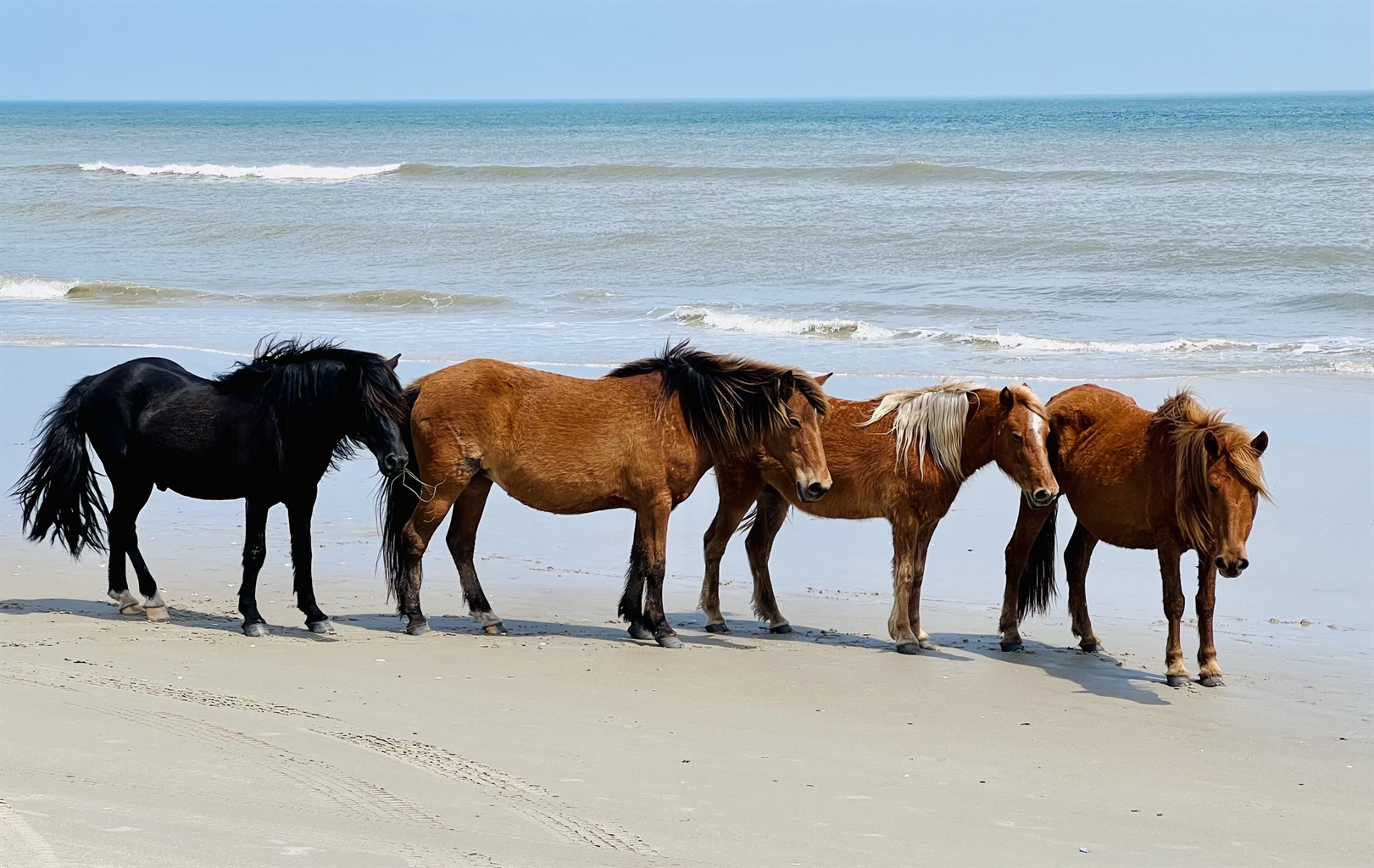 Wild horses
