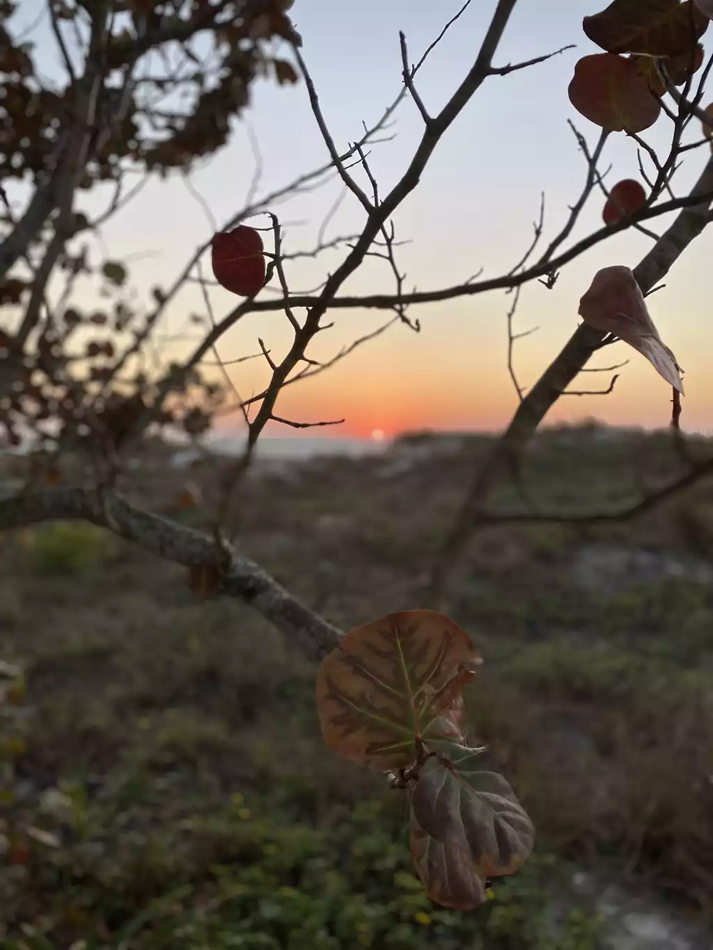 Blue Heron Cottage #1 - Indian Rocks Beach