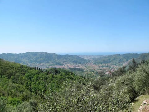 Olivella