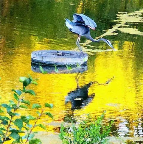 great blue heron. https://sanctuaryoftheswan.com Wellness whole home hotel. 4 entire homes in nature. No parking lot views. BEST extended stay in Berks County, PA. swanhotel sanctuaryhotel extenedstayhotel extendedstay monthlyhotel longtermhotel travelnurses rn exelon