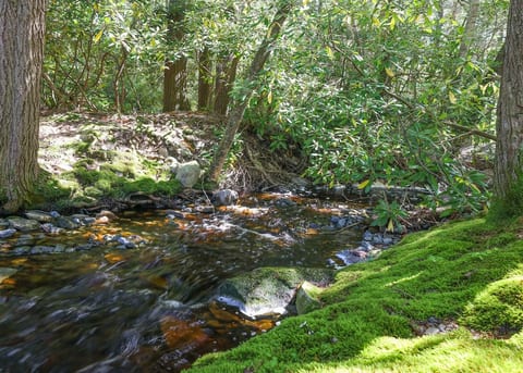 Babbling Brook