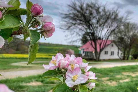 Apple bloom at the Orchard Farmhouse 4/11/19