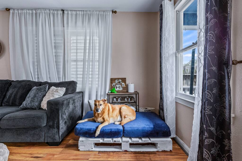 At The Blue on Q, we love dogs and want them to be as comfortable as you are! We provide a food and water bowl, some dog treats, and even some toys for your furry friends!