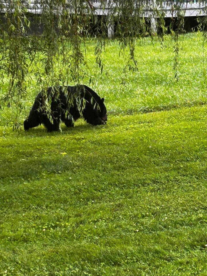 Be on the lookout for Bears! You never know when one might wander into view from the Cabin. Exciting bear sightings could be just around the corner!