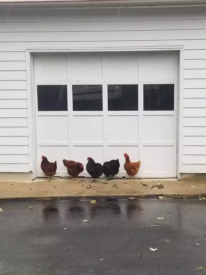 Chicken Lineup - Pleasant Hills Farm Guest Cottage - (KP14820GH) - Darnestown