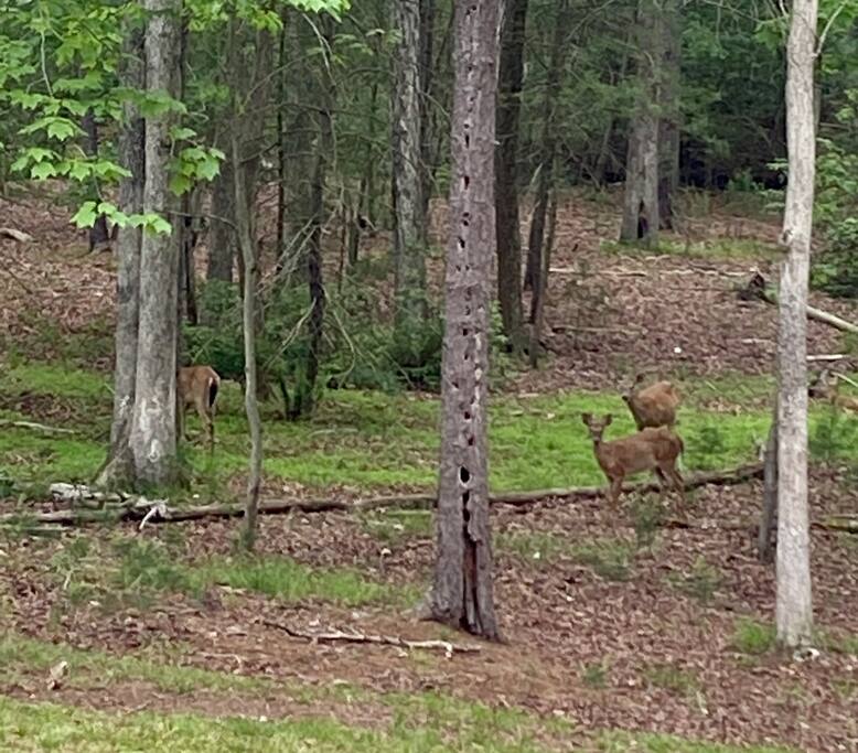 We always have an abundance of wildlife here at Angled Pine.
