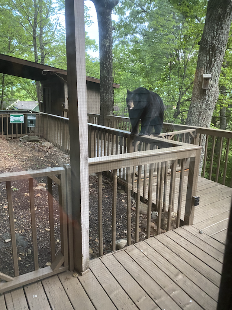 Local visitor playing around
