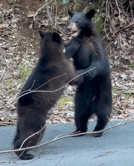 Bear cubs playing in the street