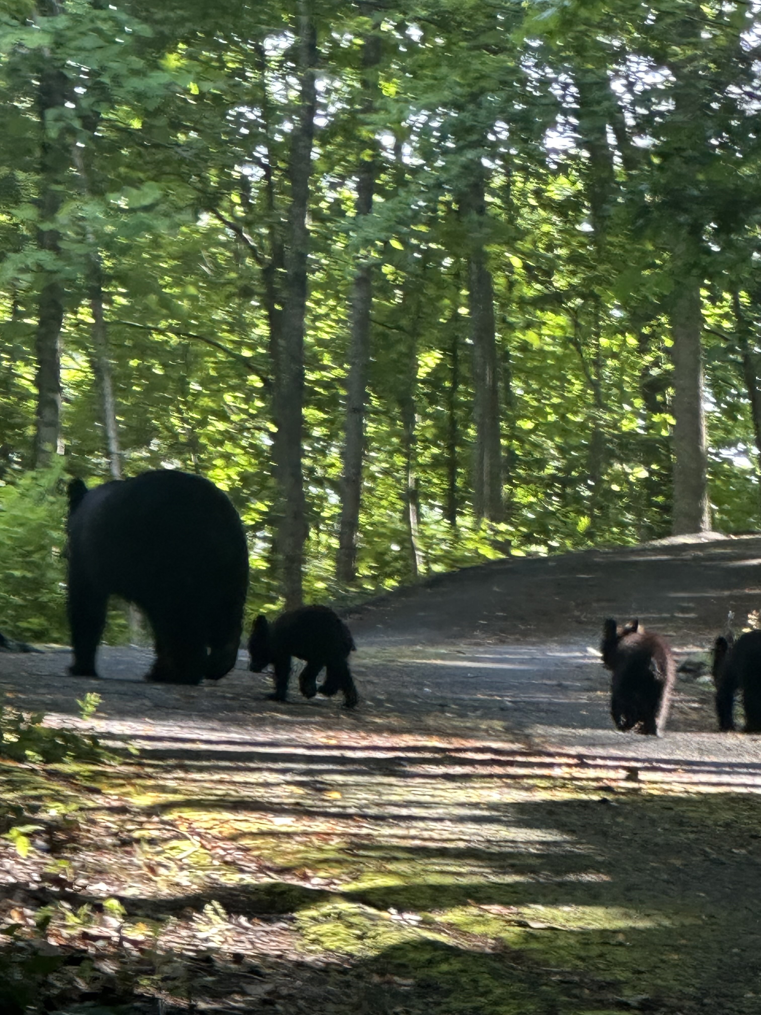 Mama and cubs walking down the street