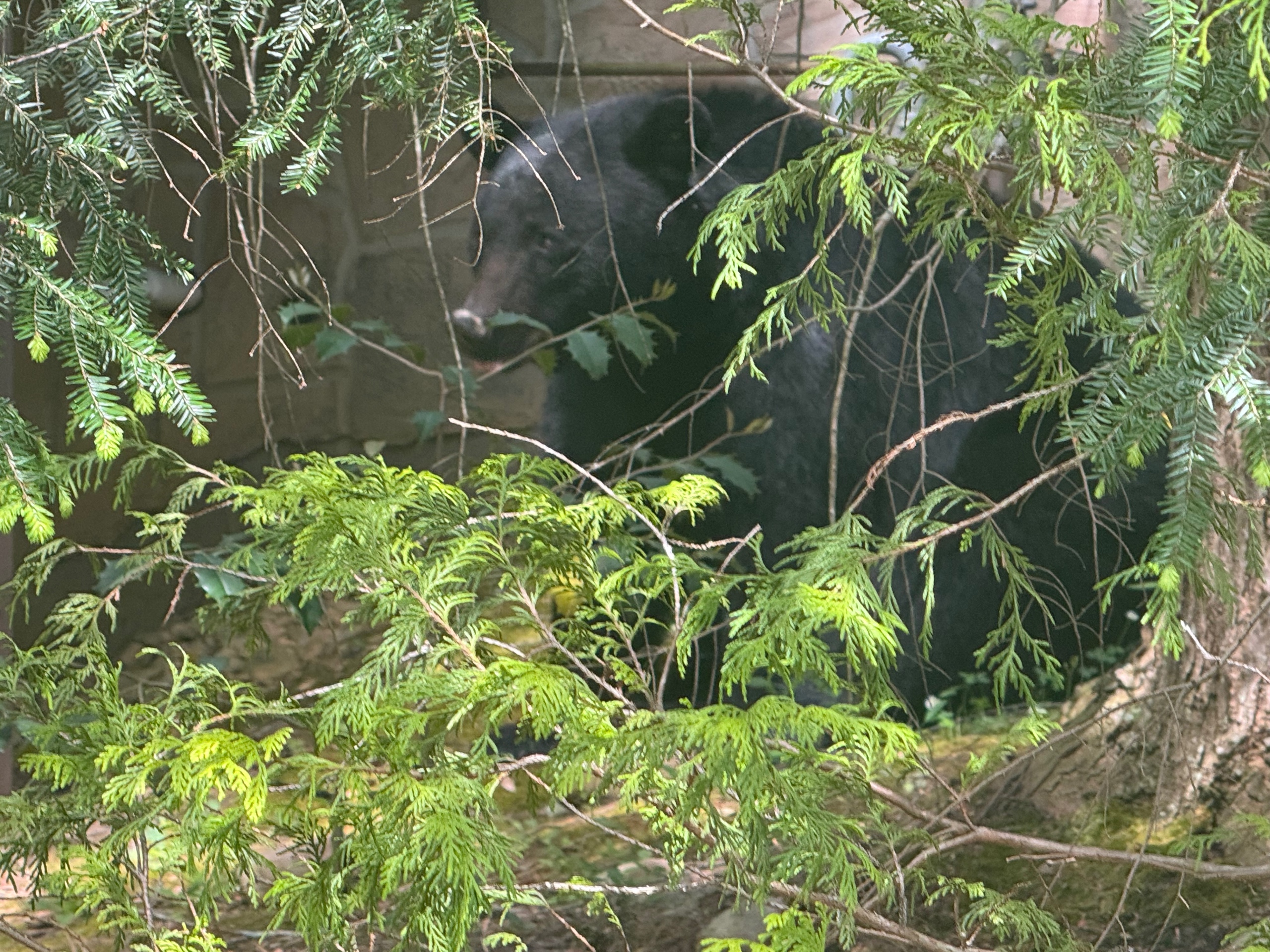One of the "locals" shades himself under the trees next to the cabin.